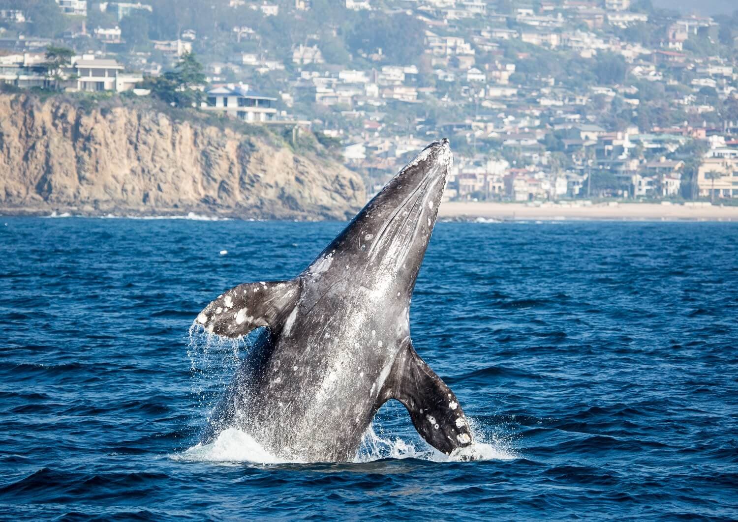Gray Whale Migration- Cruise Special